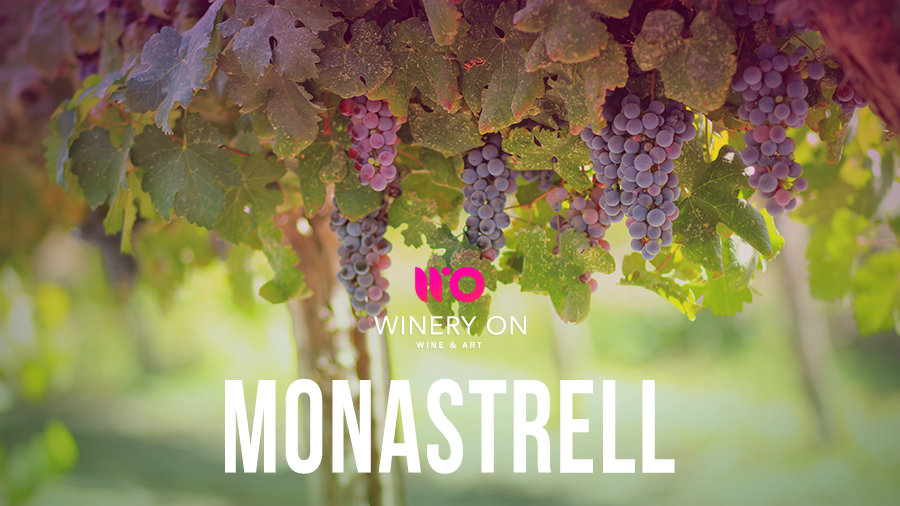 uva monastrell