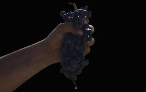 UVA Monastrell DEMUERTE