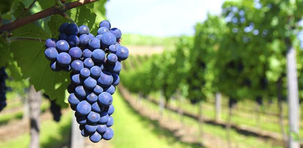 Uva monastrell: la reina del viñedo