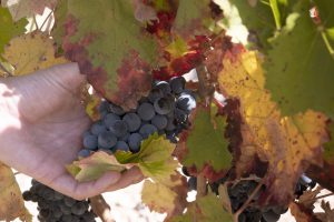 The vineyards of WINERY ON CREATIONS